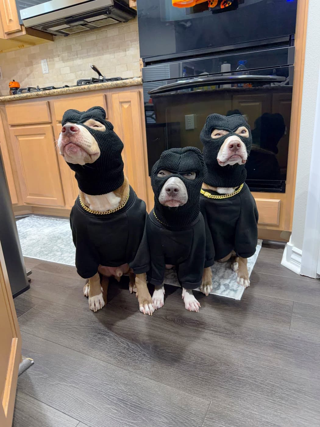 The biggest scam in the dog world